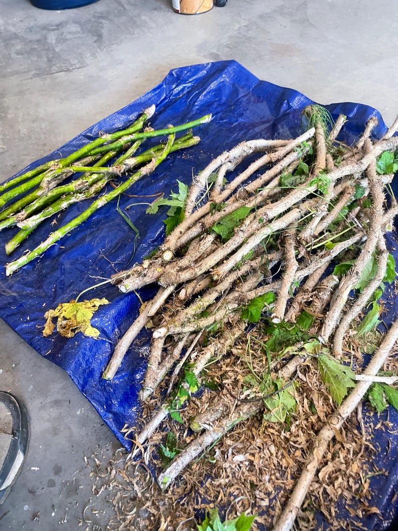 K&ouml;nnte beinhalten: Eine Sammlung von Pflanzenschnittlingen, bestehend aus mehreren glatten, hellgr&uuml;nen St&auml;ngeln auf der linken Seite und einem gr&ouml;&szlig;eren B&uuml;ndel holziger, dorniger, hellbrauner St&auml;ngel mit verstreuten gr&uuml;nen Bl&auml;ttern und Resten auf der blauen Plane.