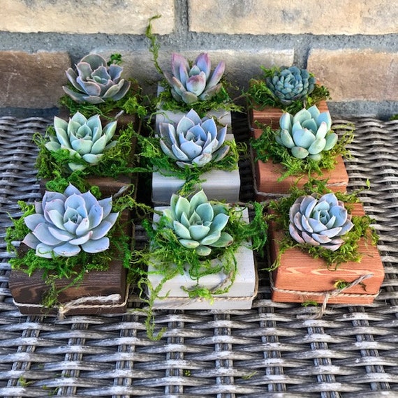baby shower succulent favors