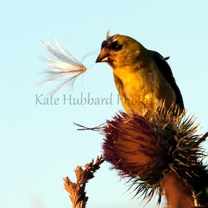 American Goldfinch spreading the seeds by Kate Hubbard