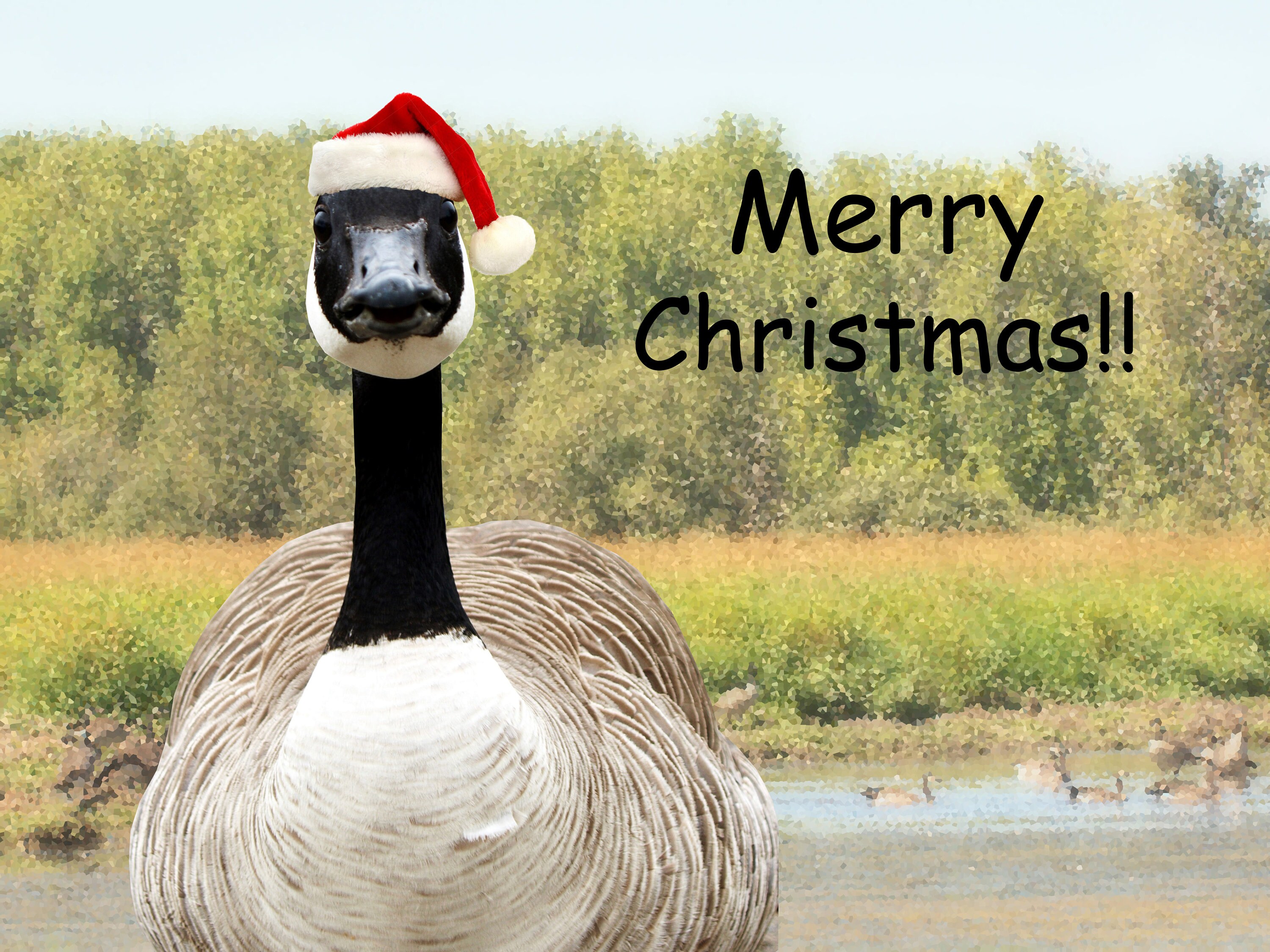 Canada goose top hat 80