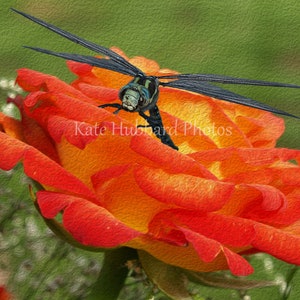 Resting Dragonfly on a modified Flower by Kate Hubbard