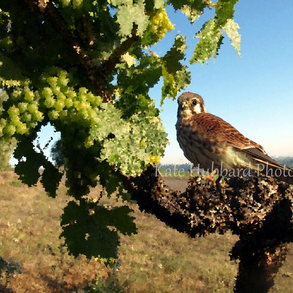 Kestral on a Grape Vine by Kate Hubbard