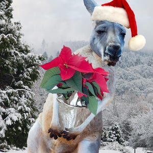 Merry Christmas Känguru von Kate Hubbard Photos