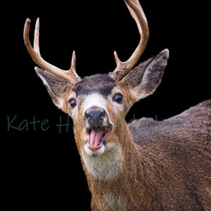 Talking Buck Metalldruck von Kate Hubbard