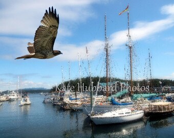 Hawk Flying over Boats by Kate Hubbard