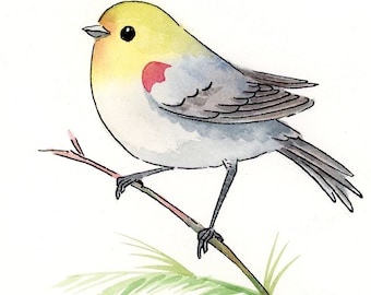 Watercolor and ink bird art by Sandra Jessop, original, illustration