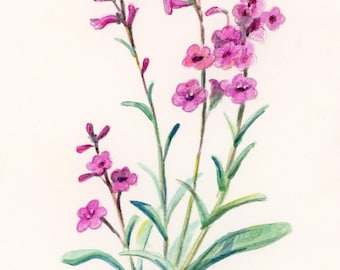 Penstemon flowers original watercolor