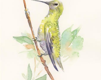 Hummingbird perching, original watercolor art