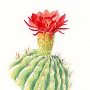 Red Cactus Flower original watercolor, Arizona artist