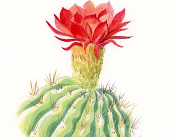 Red Cactus Flower original watercolor, Arizona artist