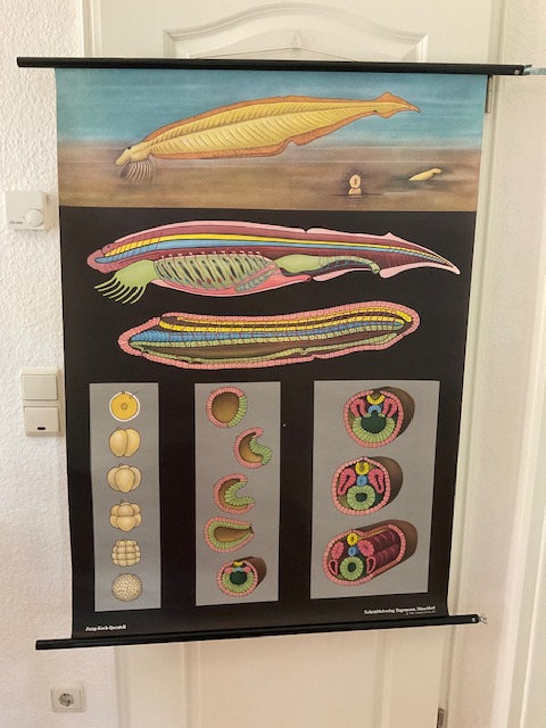Old Roll Chart School Wall Chart Biology Zoology Lancelet Plus - Etsy ...