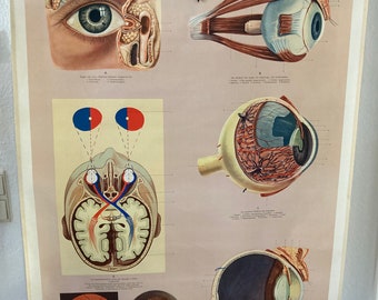 carte de rouleau de carte murale d'école vintage, grande, processus oculaire et visuel, 1953, Musée allemand de la santé de Cologne