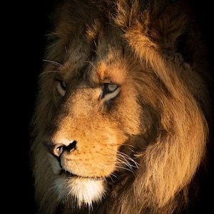 Lion Cross Stitch pattern