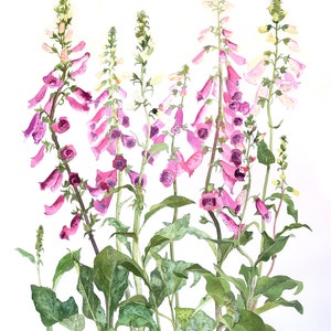Foxgloves original watercolour painting