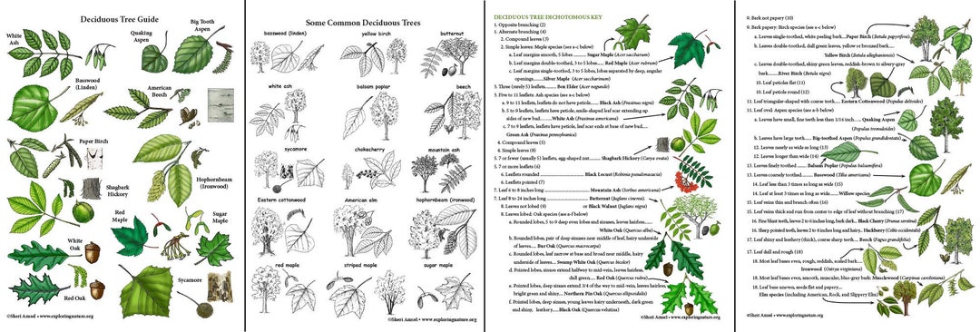 Tree Emage Chart.pdf Trees - Diagrams, Activities, Field Guides - Downloadable - Etsy