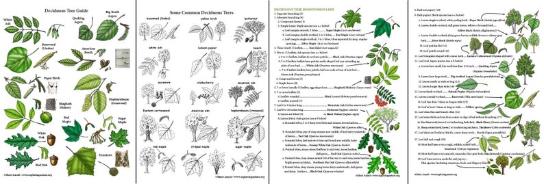 Trees - Diagrams, Activities, Field Guides - Downloadable - Etsy
