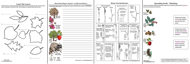 Trees - Diagrams, Activities, Field Guides - Downloadable - Etsy