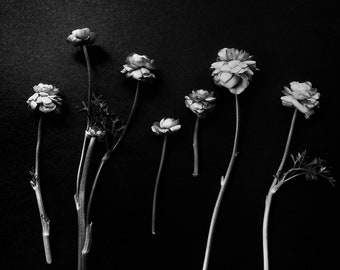 Ranunculus