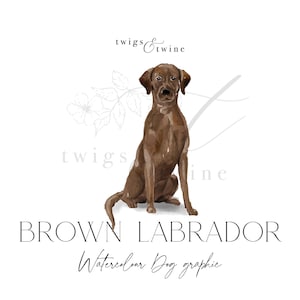 Ilustração gráfica de cachorro Labrador marrom em aquarela - Uso comercial - com e sem sombra projetada - fundo transparente png