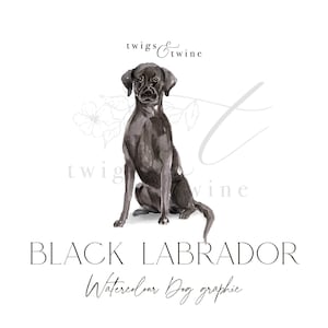 Illustrazione grafica di un cane Labrador nero ad acquerello - Uso commerciale - con e senza ombra - sfondo trasparente png