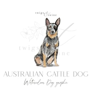 Australijski pies pasterski akwarelowy ilustracja pies grafika - Użytek komercyjny - z cieniem i bez - przezroczyste tło png