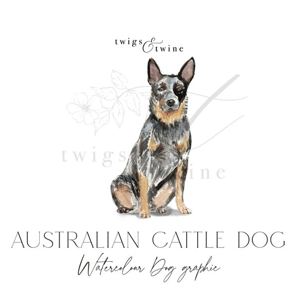 Australian Cattle Dog watercolor dog illustration graphic - Commercial use - with and without drop shadow - transparent background png