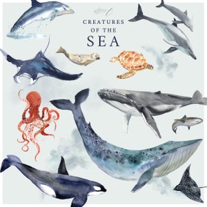Creatures of the Sea - Aquarel zeedieren - Walvissen, dolfijnen, haaien en meer - Handgeschilderd en gedigitaliseerd - Commercieel gebruik