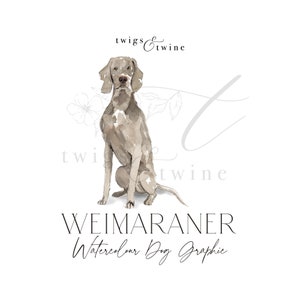 Illustrazione grafica di un cane Weimaraner ad acquerello - Uso commerciale - con e senza ombra - sfondo trasparente png