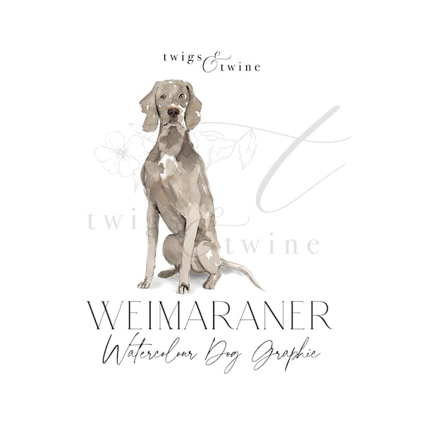 Weimaraner watercolor dog illustration graphic - Commercial use - with and without drop shadow - transparent background png