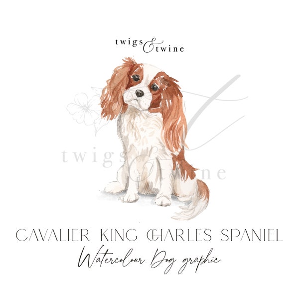 Illustration graphique de chien aquarelle Cavalier King Charles Spaniel beige et blanc - usage commercial - avec et sans ombre portée