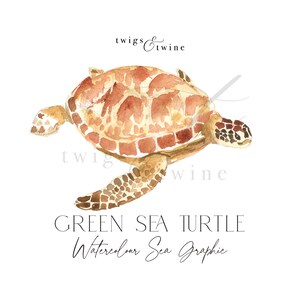 Grüne Meeresschildkröte Aquarell Clipart - handgemalte grafische Illustration - Kommerzielle Nutzung - tropische und gedämpfte Version