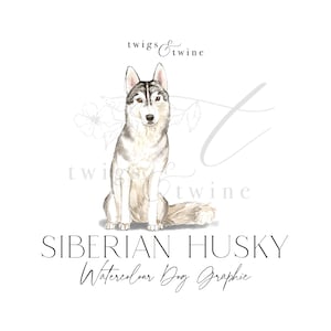 Siberian Husky watercolor dog illustration graphic - Commercial use - with and without drop shadow - transparent background png