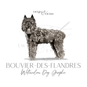 Illustration aquarelle de chien Bouvier-des-Flandres - Usage commercial - avec et sans ombre portée - arrière-plan transparent png