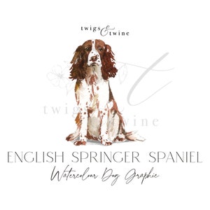 Illustrazione grafica acquerello di un cane Springer Spaniel inglese marrone e bianco - Uso commerciale - con e senza ombra portata