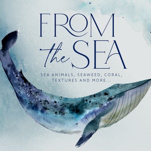 Uit de zee - aquarel zeedieren, koraal, zeewier, texturen, achtergronden en meer oceaangoodies - direct downloaden - DIY-png