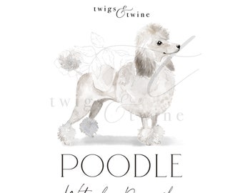 White Poodle watercolor dog illustration graphic - Commercial use - with and without drop shadow - transparent background png