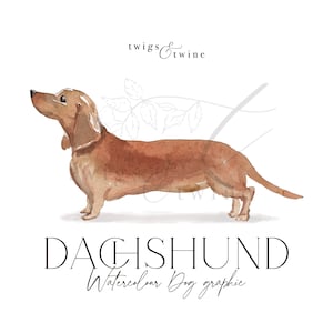 Tan Dachshund Aquarell Hund Illustration - Kommerzielle Nutzung - mit und ohne Schlagschatten - transparenter Hintergrund