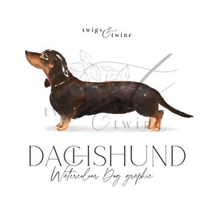 Dachshund Aquarell Hund Illustration - Kommerzielle Nutzung - mit und ohne Schlagschatten - transparenter Hintergrund png