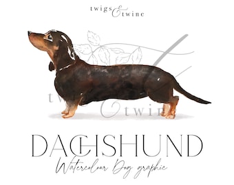 Dachshund watercolor dog illustration graphic - Commercial use - with and without drop shadow - transparent background png