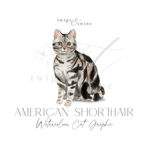 Graphique d'illustration de chat aquarelle American Shorthair - Utilisation commerciale - avec et sans ombre portée - fond transparent png