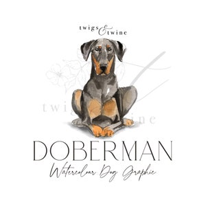 Illustrazione grafica di un cane Doberman ad acquerello - Uso commerciale - con e senza ombra - sfondo trasparente png