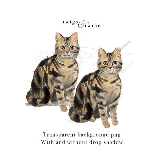 American Shorthair Tabby Brown watercolor cat illustration graphic  Commercial use with and without drop shadow transparent background