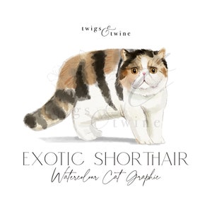 Exotische korthaar aquarel kat illustratieafbeelding - commercieel gebruik - met en zonder slagschaduw - transparante achtergrond, png