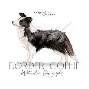 Aquarell Border Collie Hund Illustration - Kommerzielle Nutzung - mit und ohne Schlagschatten - transparenter Hintergrund png