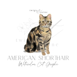 Illustrazione grafica di un gatto American Shorthair Tabby Brown ad acquerello - Uso commerciale - con e senza ombra - sfondo trasparente