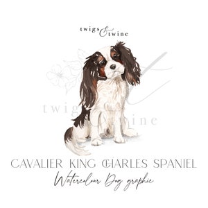 Ilustración gráfica de perro Cavalier King Charles Spaniel tricolor en acuarela. Uso comercial: con y sin sombra paralela.