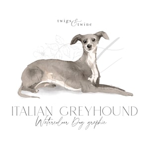 Illustrazione grafica di un cane levriero italiano ad acquerello - Uso commerciale - con e senza ombra - sfondo trasparente png