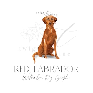 Illustrazione grafica acquerello del cane Fox Red Labrador - Uso commerciale - con e senza ombra - sfondo trasparente png
