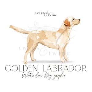 Golden Labrador Retriever Aquarell Hund Illustration - Kommerzielle Nutzung - mit und ohne Schlagschatten - transparenter Hintergrund png