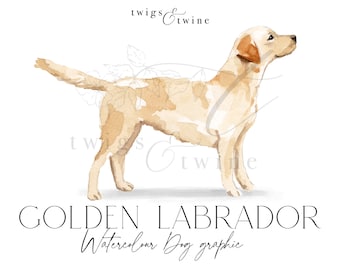 Golden Labrador Retriever watercolor dog illustration graphic - Commercial use - with and without drop shadow - transparent background png